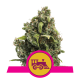Royal Queen Seeds - Candy Kush Express - Fast | Feminizált mag | 3 darab