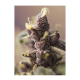 Sweet Seeds - Bloody Skunk | Autoflowering mag | 3 darab