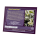 Sweet Seeds - Cream Caramel | Autoflowering mag | 3 darab