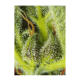 Sweet Seeds - Cream Mandarine XL | Autoflowering mag | 3 darab