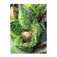 Sweet Seeds - Green Poison | Feminizált mag | 3 darab