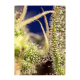Sweet Seeds - Green Poison XL | Autoflowering mag | 3 darab